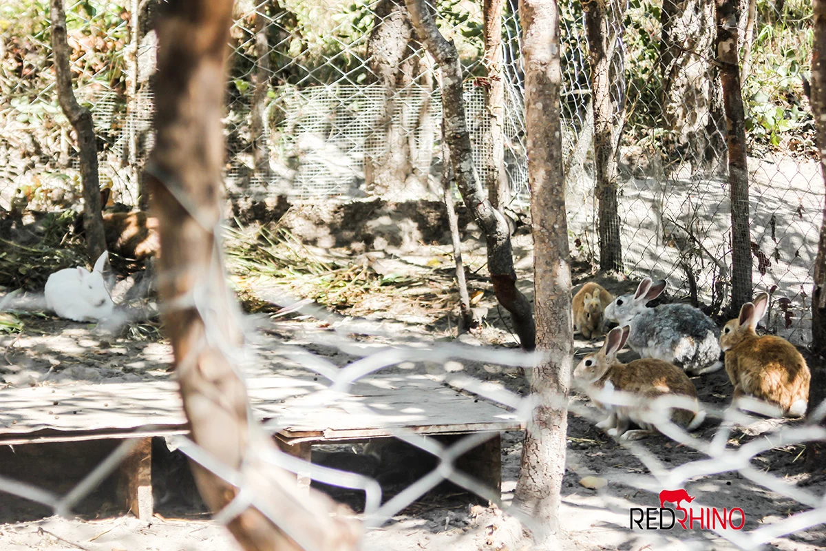 milestone 2022 bau von hasenzucht